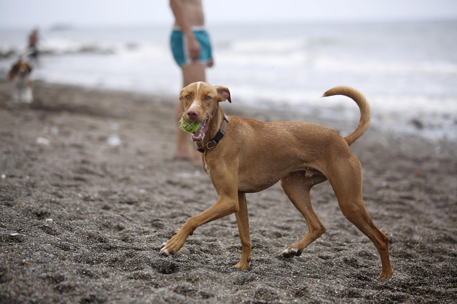 Playa para perros de Málaga vista desde el acantilado
