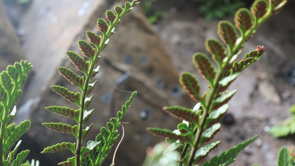 Croieira de Arrequento — foto 6 de 6
