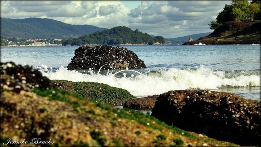 Foto de mogor