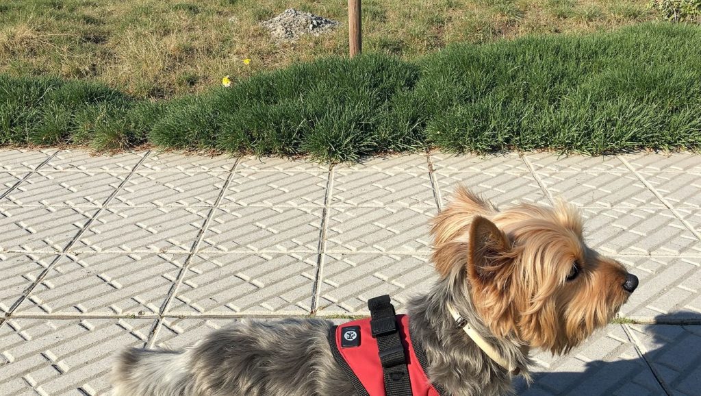 Platja de l'Estartit — foto 3 de 6
