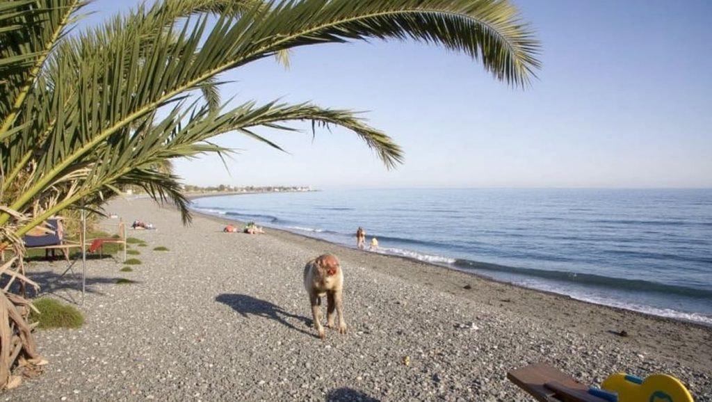 Arena y orilla en Playa Cala Chilches, Albuñol, Granada