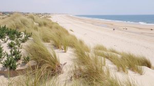 Playa de Doñana (Almonte, Huelva)