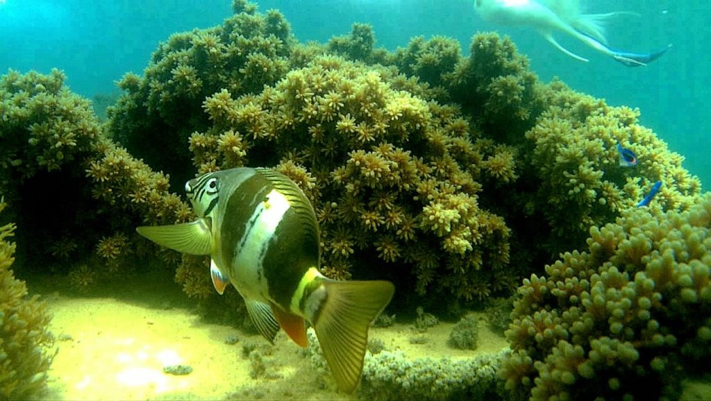 Playa de El Cañuelo — foto 5 de 6