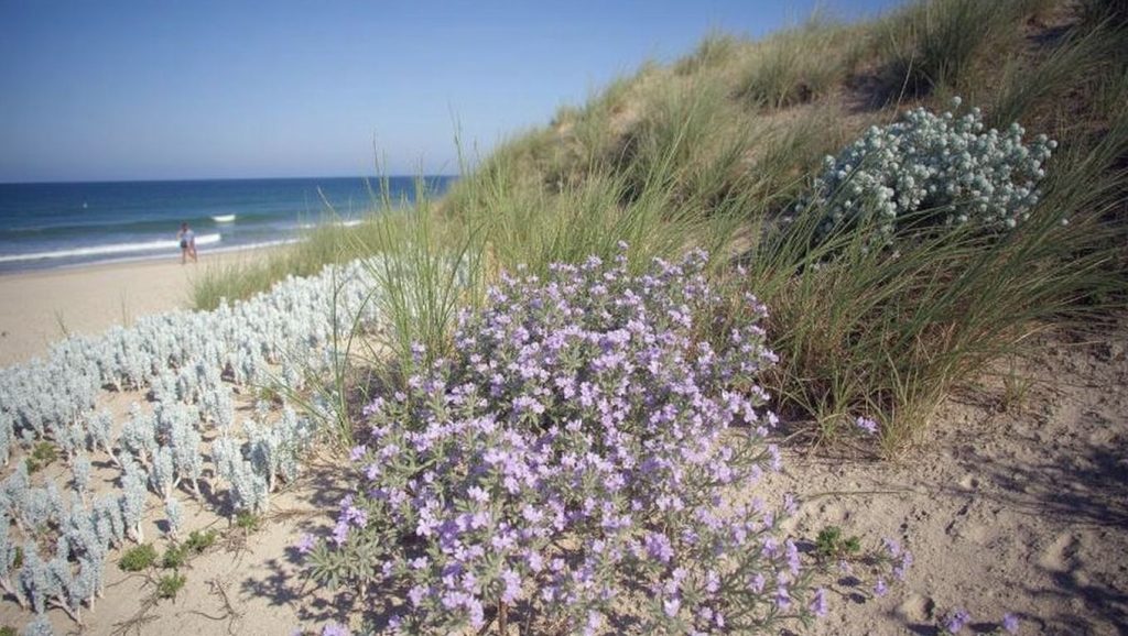 Playa de l'Arbre del Gos — foto 2 de 6