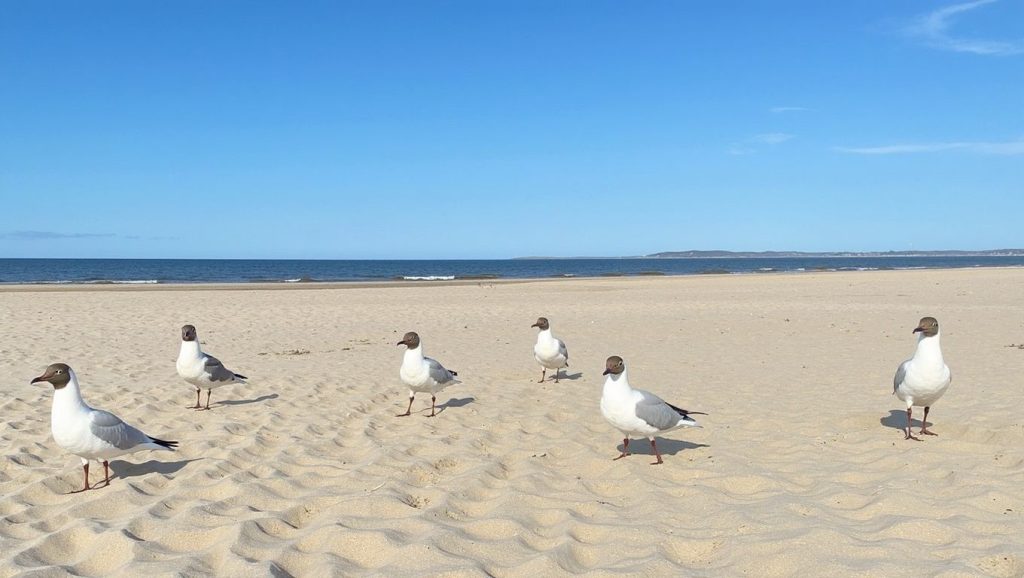 Primer plano de la orilla de Playa de Las Gaviotas, Roquetas de Mar
