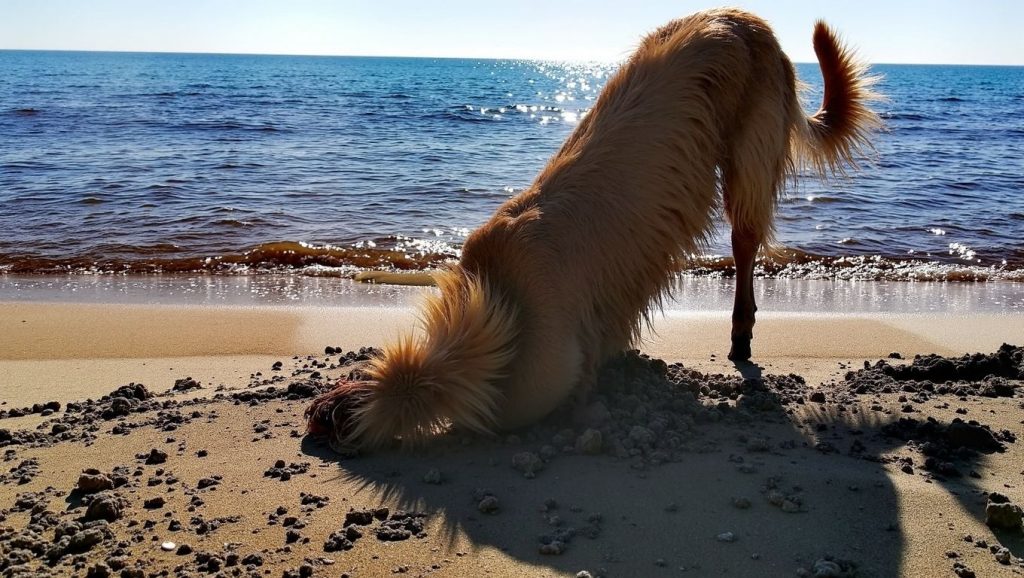 Playa de Perros — foto 1 de 6