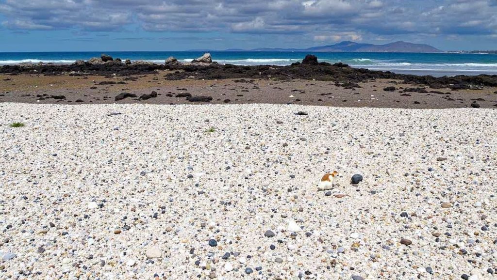 Panorámica de Playa del Bajo de la Burra, Fuerteventura