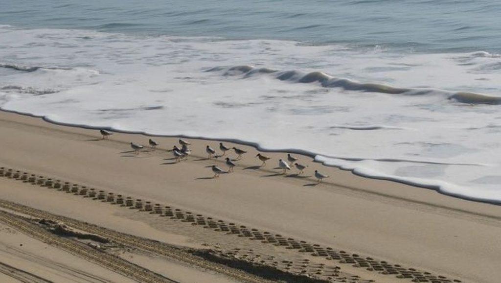 Línea de costa en Playa del Médano del Loro, Almonte