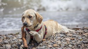 Playa de Perros La Veintiuna