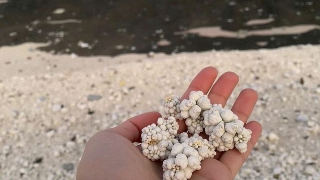 Entorno natural de Playa Palomitas en Lanzarote