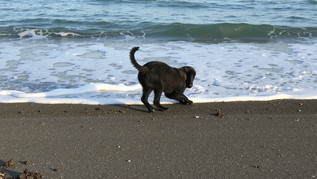 Textura de arena en Para Perros de El Dedo, Málaga, Málaga