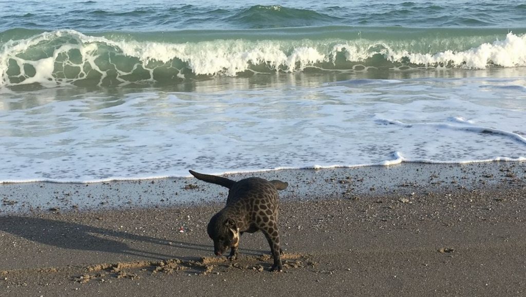 Panorámica completa de Playa Para Perros de El Dedo, playa de Málaga