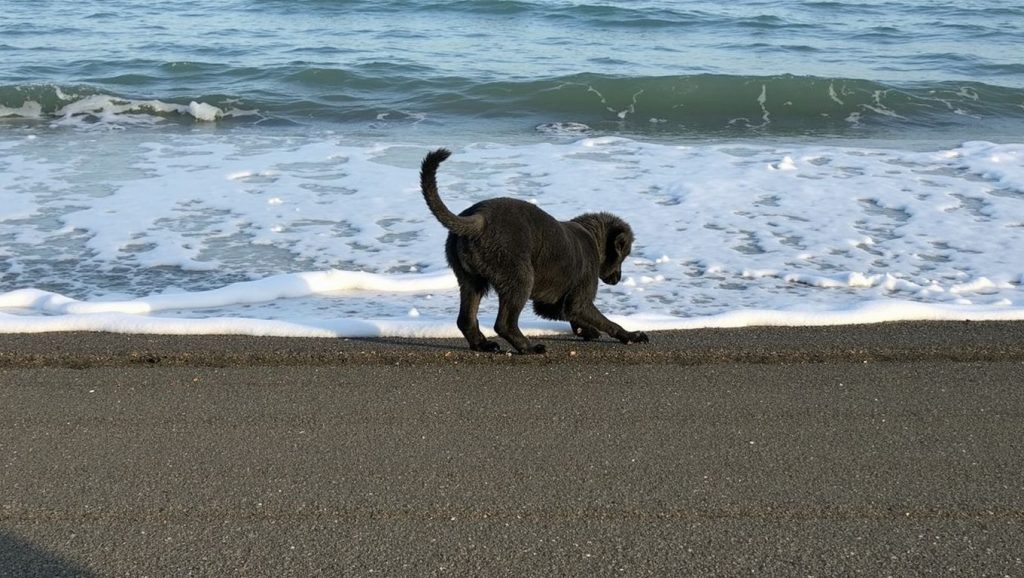 Arena y mar en Playa Para Perros de Estepona, Estepona, Málaga