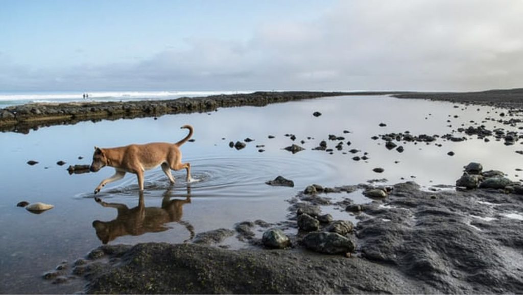 Aguas de Playa para perros El Cabezo en Güímar (Tenerife)