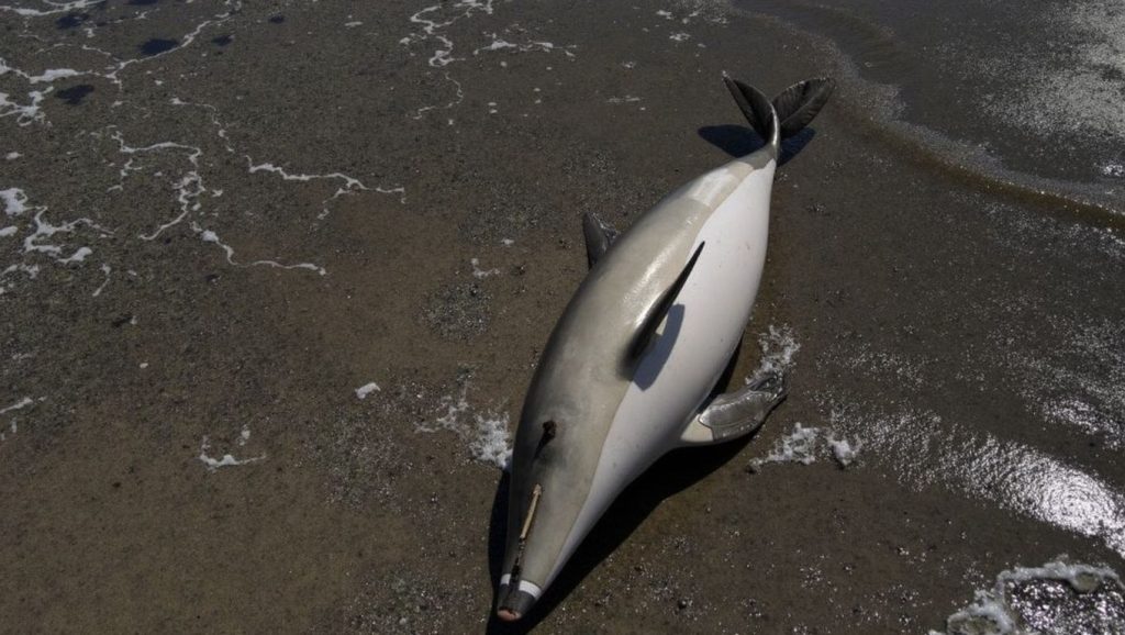 Playa Piedra Paloma — foto 1 de 6
