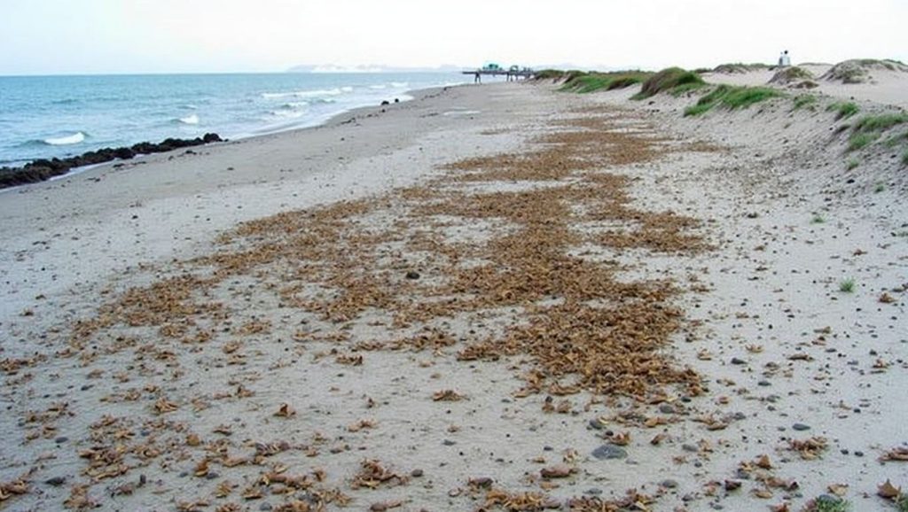Playas de La Llana (Las Salinas) — foto 3 de 6