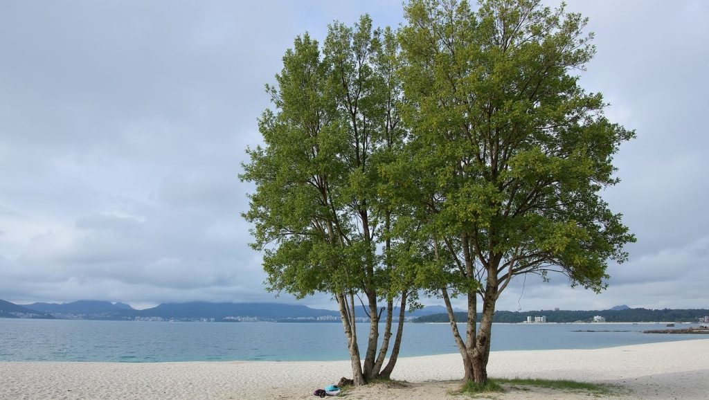 Praia do Vao — foto 5 de 6