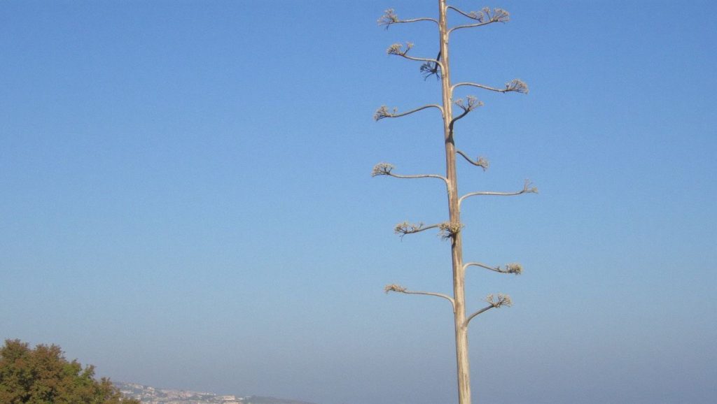 Playa Polemi (naturista) - Kos, Grecia