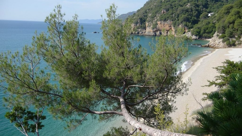 Plage du Rayol - Rayol-Canadel-sur-Mer, Côte d'Azur