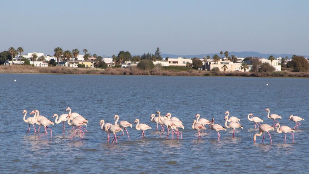 Playa Flamingo (Tigaki este) - Kos, Grecia
