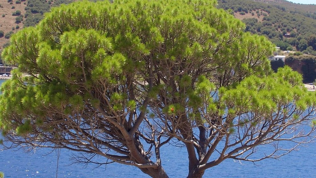 Platja d'en Carbassó — foto 6 de 6