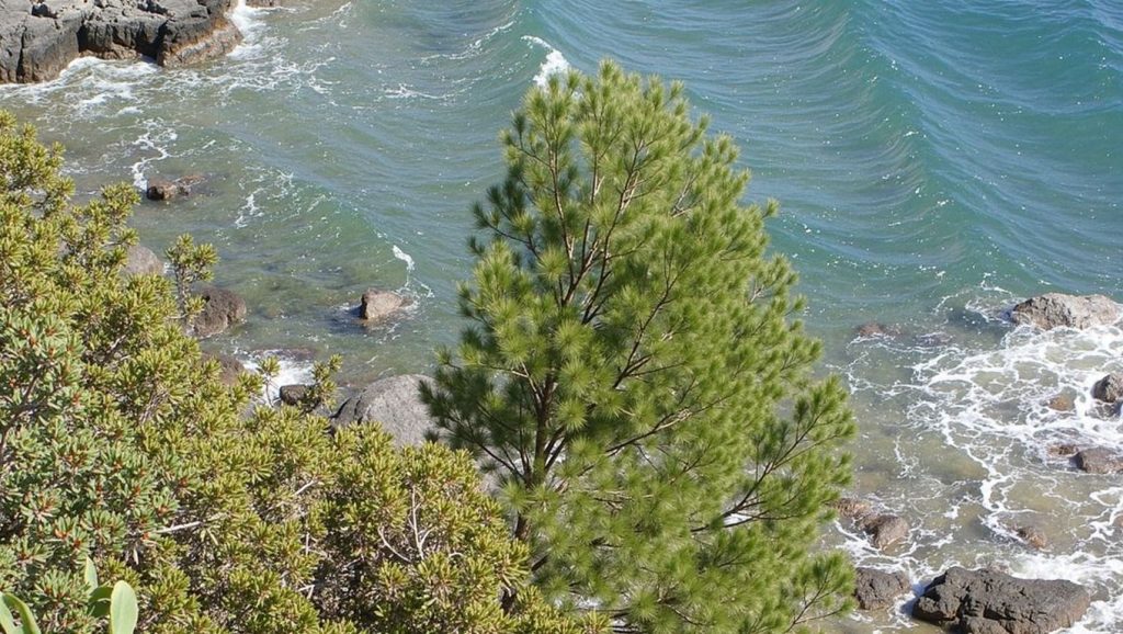 Platja sota del Parador — foto 1 de 6