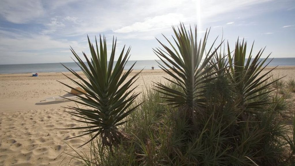 Playa Nudista El Saler — foto 3 de 6