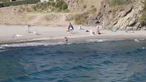 Oli (Collioure, Pyrénées-Orientales)