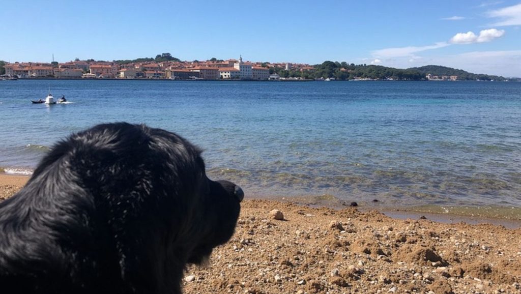Bau Bau Palau (accesso ai cani) — foto 5 de 6