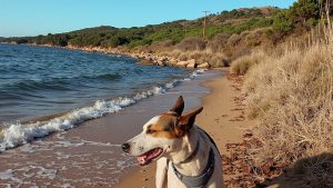 Dog Beach (Valledoria, Cerdeña)