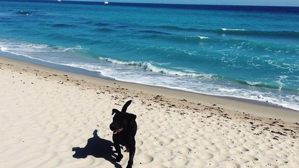 Dog Beach — foto 2 de 6