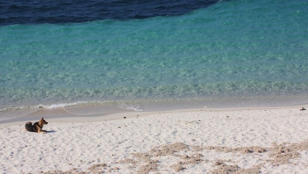 Dog Beach — foto 4 de 6