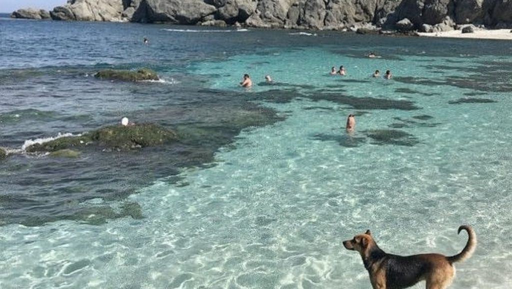Doggie Beach — foto 3 de 6