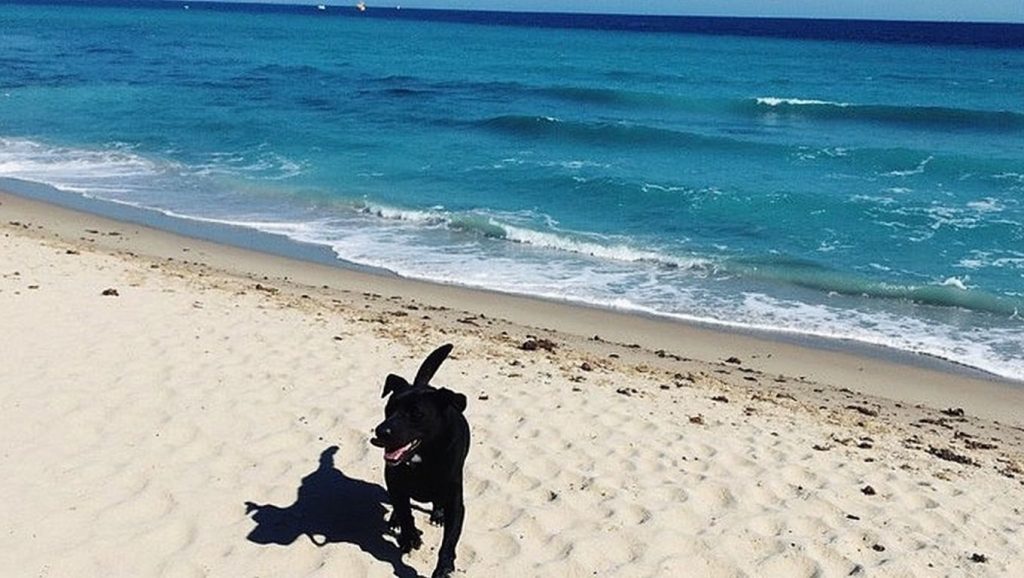Doggie Beach — foto 4 de 6