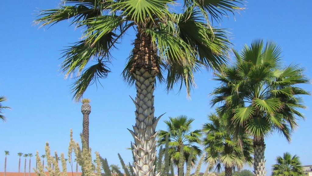 Agios Minas (Bodrum, Turquía) — foto 5