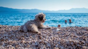 Beach for dogs