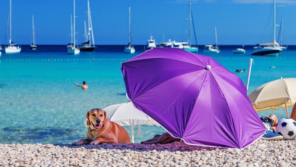 Orilla tranquila de Beach for dogs, playa de Croacia