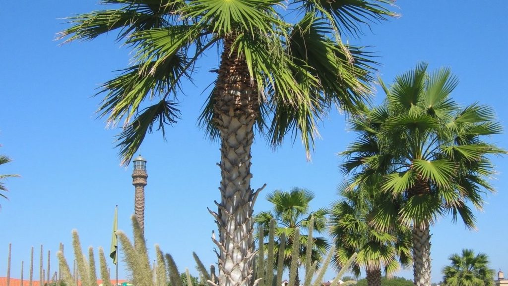 Çakıl Plajı (Fethiye, Turquía) — foto 5