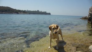 dog beach