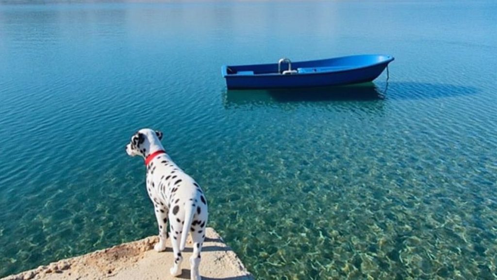 dog beach — foto 3 de 6