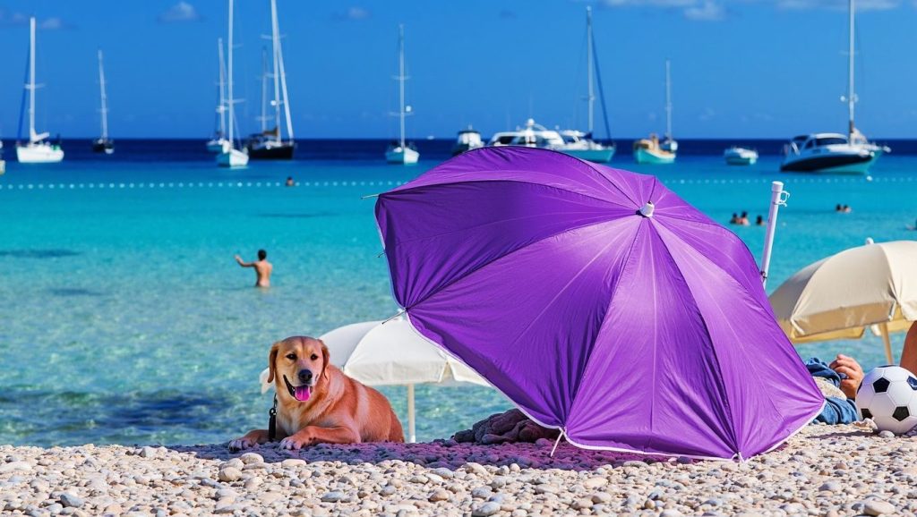 dog beach — foto 6 de 6