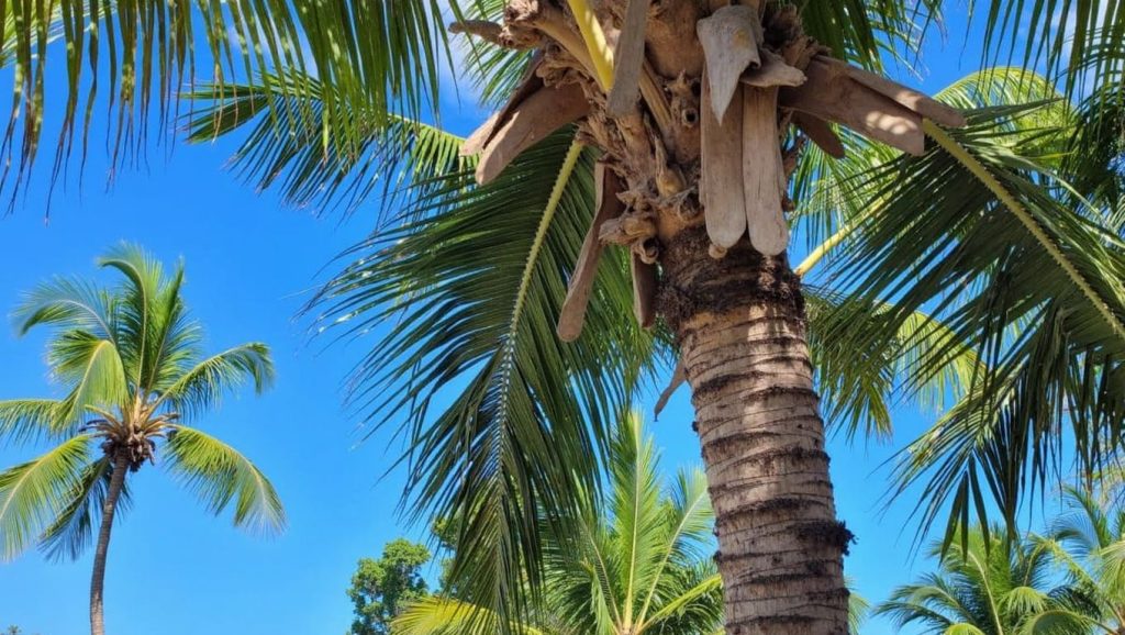 El Caletón (Samaná, Rep. Dominicana) — foto 1