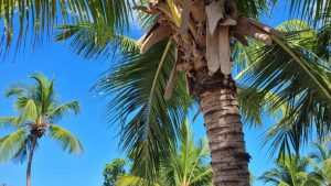 El Caletón