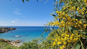 Elysium Beach