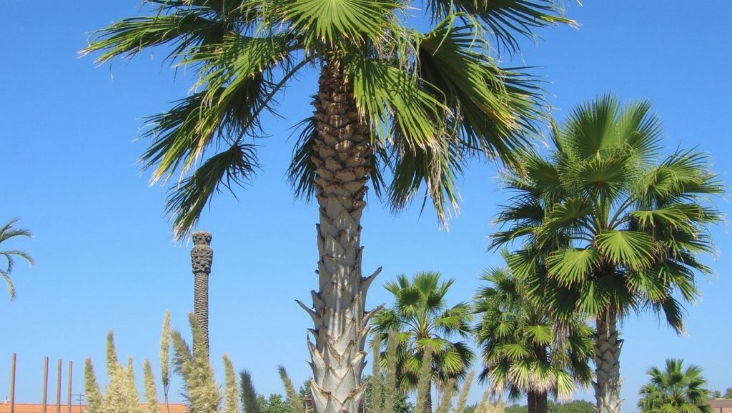 Primer plano de la orilla de Hayıtbükü Koyu, ?
