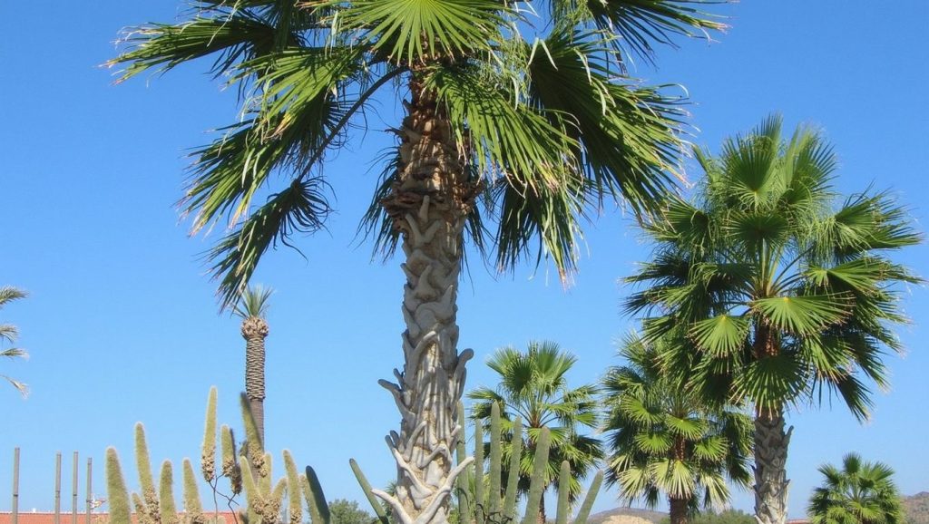 Kleopatra plajı 11 (Antalya, Turquía) — foto 5