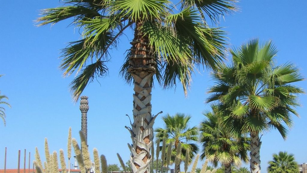 Koru Plajı (Antalya, Turquía) — foto 5