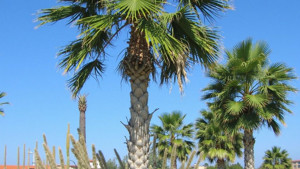Lagada Beach (Bodrum, Turquía) — foto 5