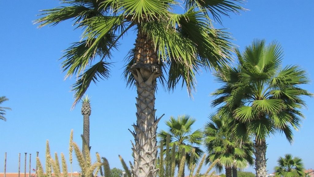 Lara Plajı (Antalya, Turquía) — foto 5