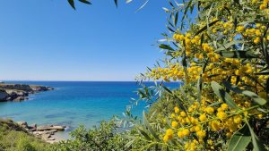 Mazotos Beach
